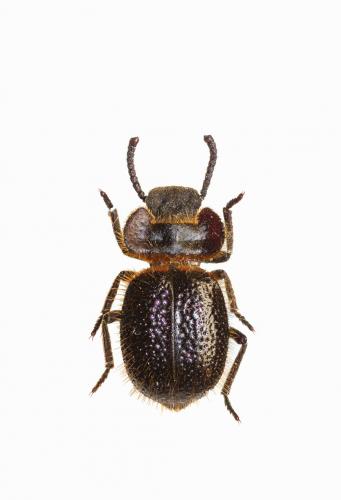Réf. 213 313 : Pogonobasis sp.